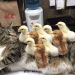 Photo by Internet Cat Archive (@libraryofcats)