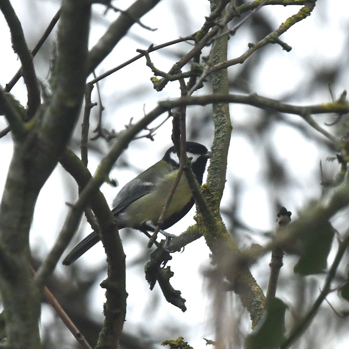 pipegreentrust's tweet photo. Happy New Year to everyone and thanks for your support this year - we really appreciate it! 
Here is a final diary page for 2024   - https://t.co/B4wN5GPljV...
- flowering lesser celandine, some shy great tits and protective mats to keep feet drier and to help protect the meadow https://t.co/xHemb4Etr4