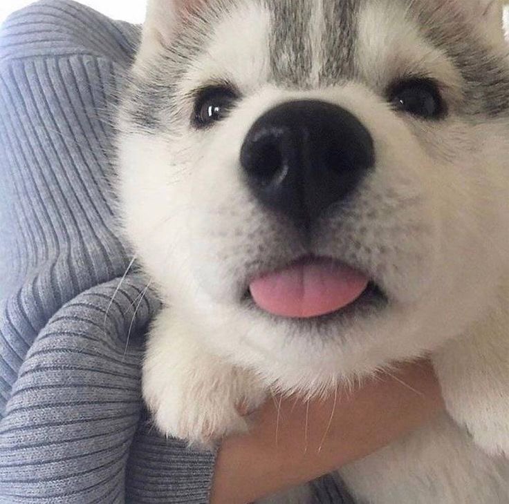 rchangelic's tweet photo. blep https://t.co/Eh48STsjcf