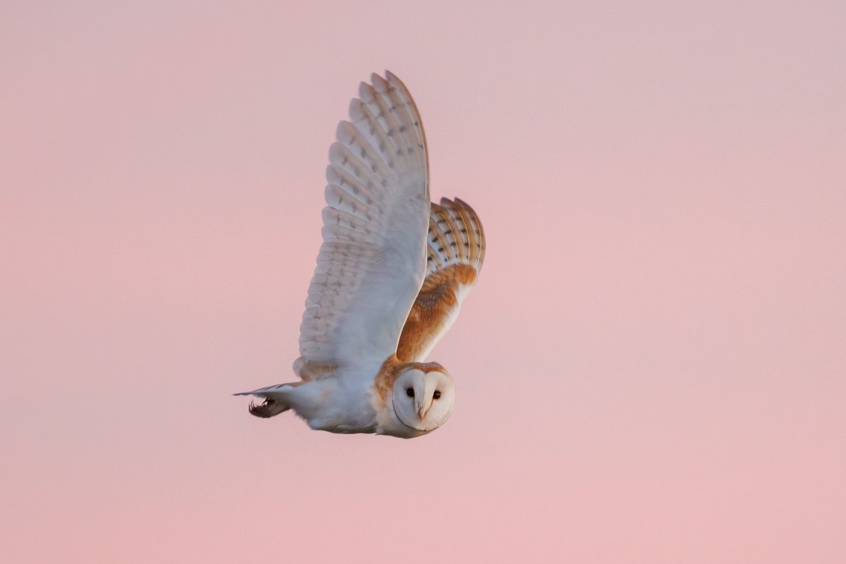 Henry Wyn-Jones tweet media