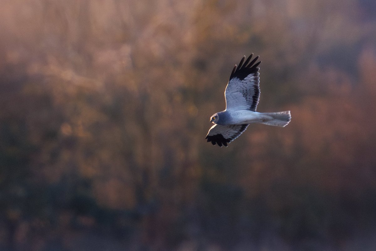 Henry Wyn-Jones tweet media