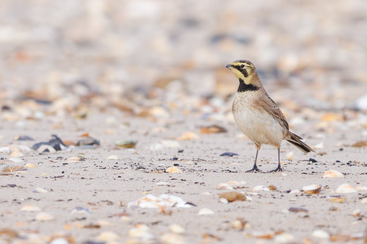 Henry Wyn-Jones tweet media