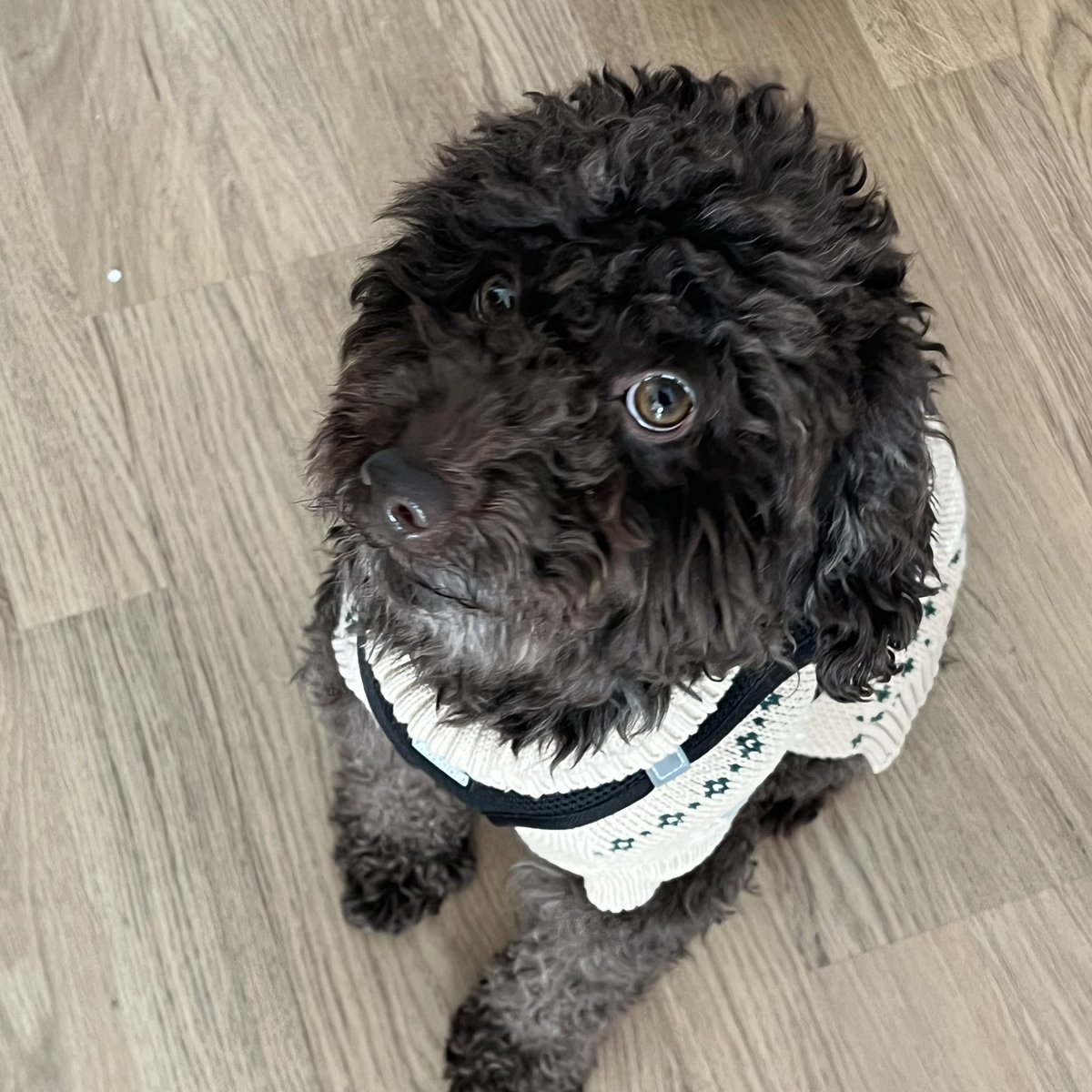 CallixDDC tweet media