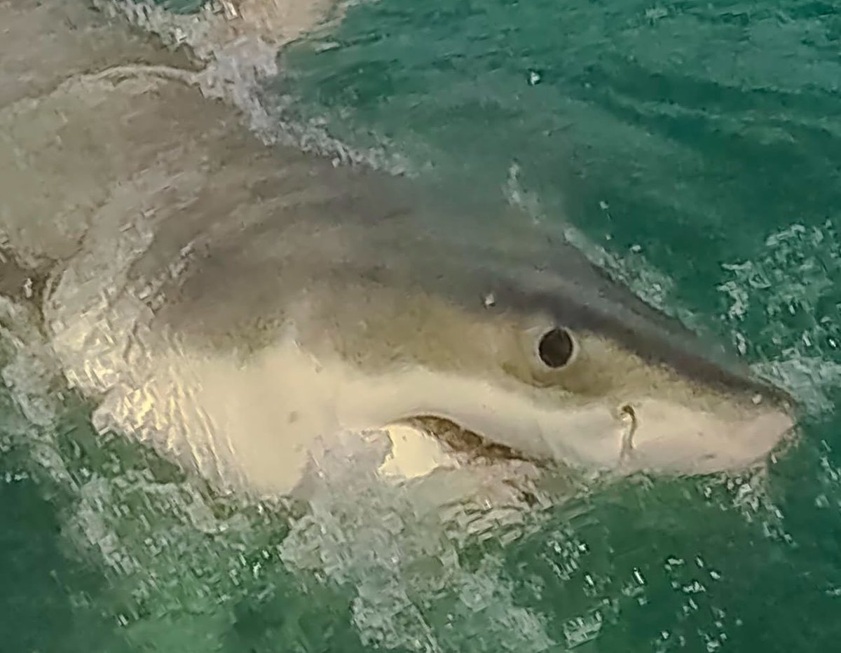 Sulikowski Lab tweet media