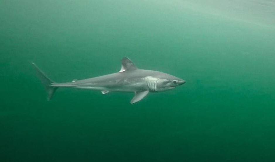 Sulikowski Lab tweet media