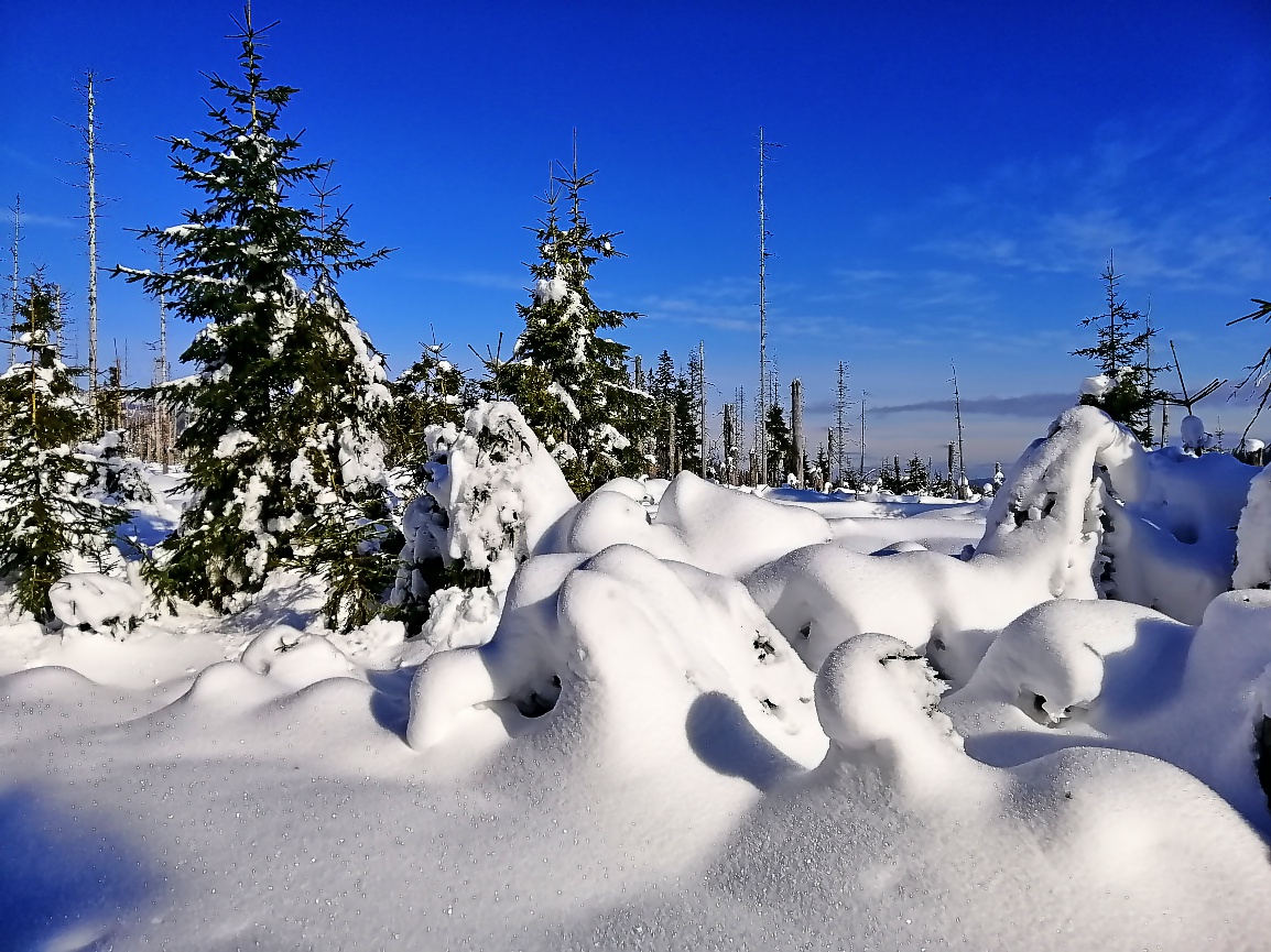 PF 2025
Šťastný nový rok všem přátelům zde na TW přeji z Pošumaví🍀
