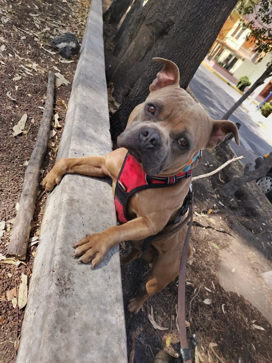 En adopción 
Macho,American bully pocket, 18 kilos, Convive bien con todos los perros, Sociable con persona. 
Alguien que se anime? se pedirá llenen formato y entrega en domicilio, así como seguimiento <a href="/MascotasSismo/">Mascotas Sismo</a> <a href="/perrososmx/">🅿🅴🆁🆁🅾🆂🅾🆂🅼🆇</a> <a href="/acano52/">Arturo</a> <a href="/mayumiguillen/">Mayú Guillén 🇲🇽🇺🇦</a> <a href="/U_PLATEROS/">UH Plateros</a> <a href="/Nyu_umi/">JJ</a>