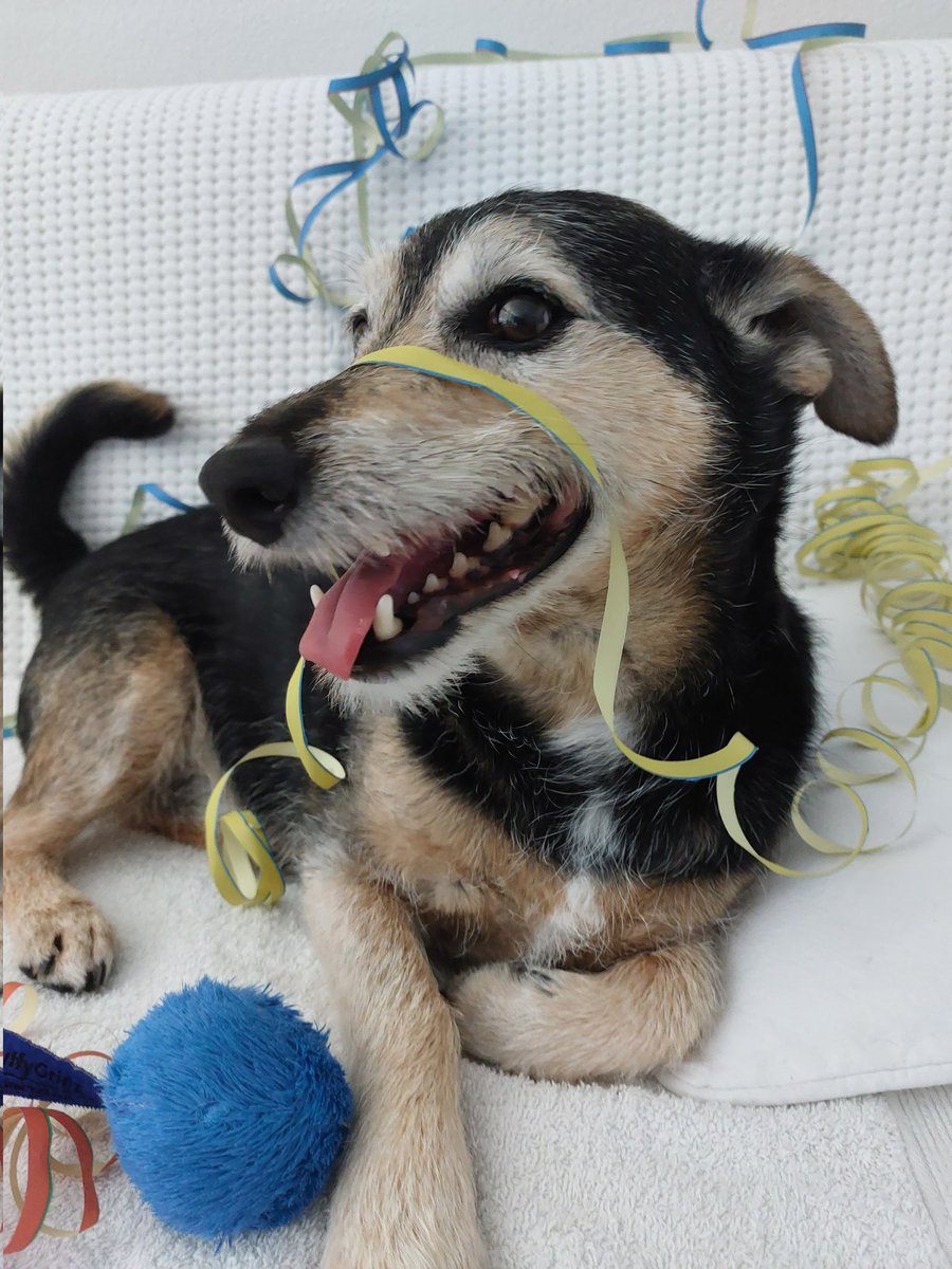 Hoffen wir darauf, dass das neue Jahr viel Gutes bringt:
Neue Zuversicht
Neue Träume
Neue Anfänge
Neue Magie
Und vor allem gute Gesundheit.
Der kleine Sternengucker wünscht euch allen einen guten Rutsch ins neue Jahr 2025 🍀🐾🐾🍀❤️