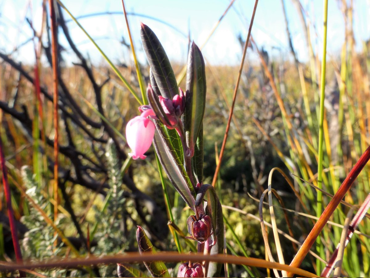 Bog-trotter tweet media