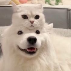 happy new year my giant samoyed