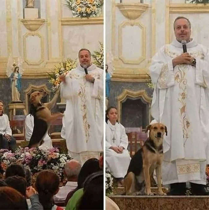9. El sacerdote brasileño João Paulo Araujo Gomes saca a perros abandonados de las calles, los cuida y presenta a uno en cada misa para que sea adoptado.

Ya ha encontrado hogar para decenas de perros callejeros.