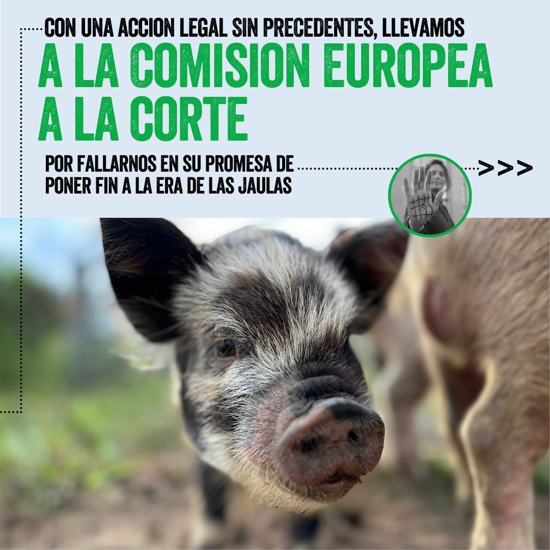 CIWF_ES's tweet photo. 🏅Con el  2024 llegando a su fin es el momento adecuado para celebrar los extraordinarios logros que hemos conquistado este año.

🤜🤛¡Nada habría sido posible sin vosotros!

👉Descúbre más entrando a https://t.co/FHA5rsHOAz https://t.co/PSc3doblpk