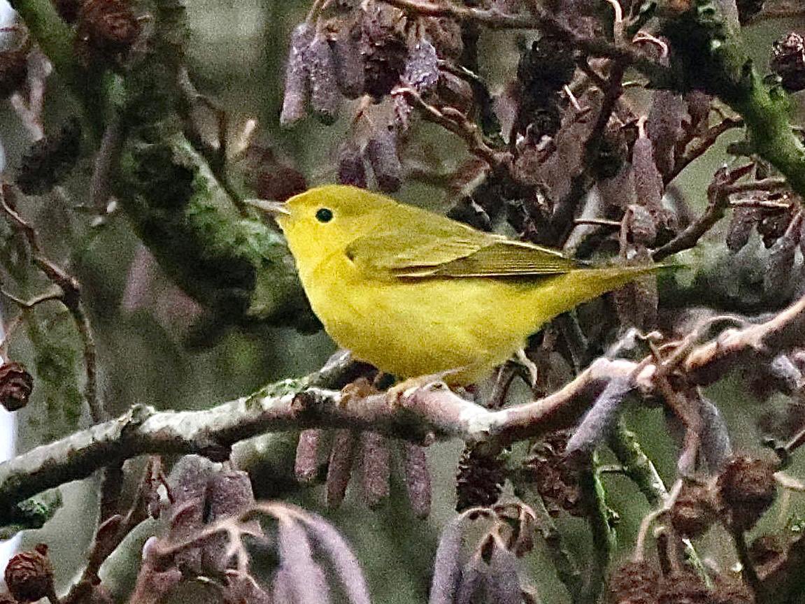 darrel_bryant's tweet image. A great way to finish the year with excellent views of the American Yellow Warbler at New Hythe Kent yesterday. Pictures by Richard Best