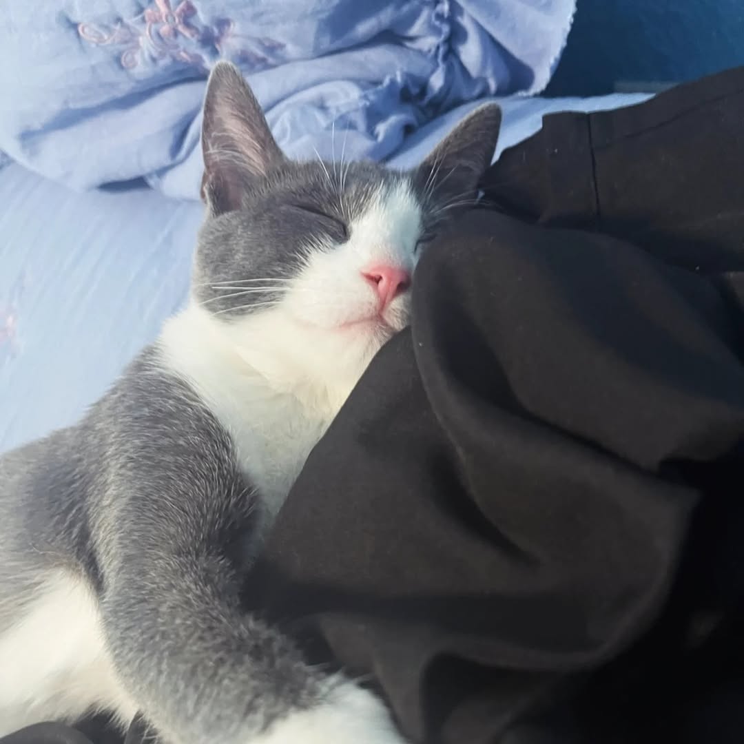 AdoptRescueCats's tweet photo. #Modesto, CA: Meet PUCHI (CP), a beautiful cat with lots of character who loves playtime and who will go to her foster for play & affection. Puchi was born in approx May 2024... https://t.co/pGcOfO0NRQ
#RehomeHour #US #cats #stansislaus #adoptdontshop #adoptablecatsincaifornia https://t.co/QYWQW72tOd