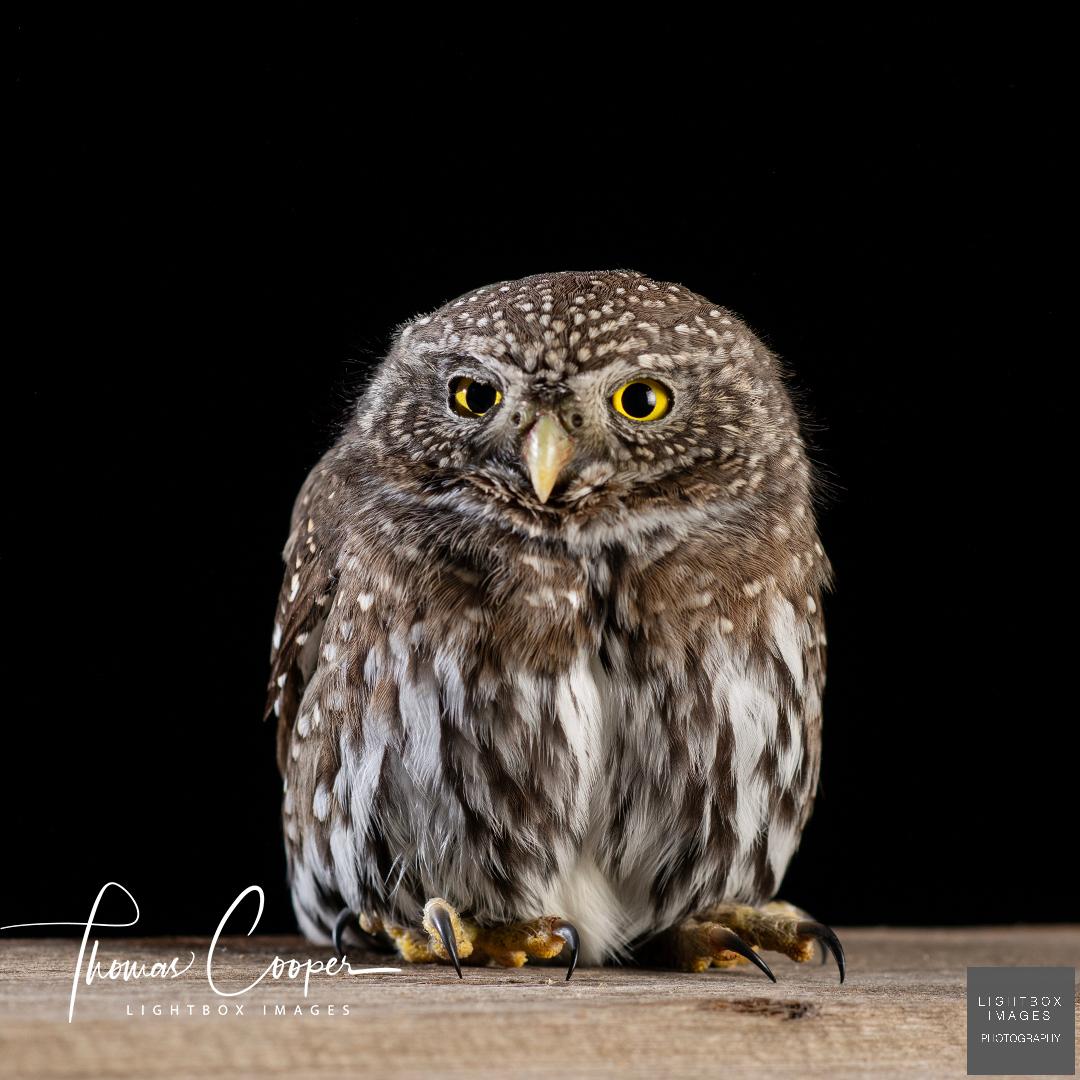 Thomas Cooper tweet media