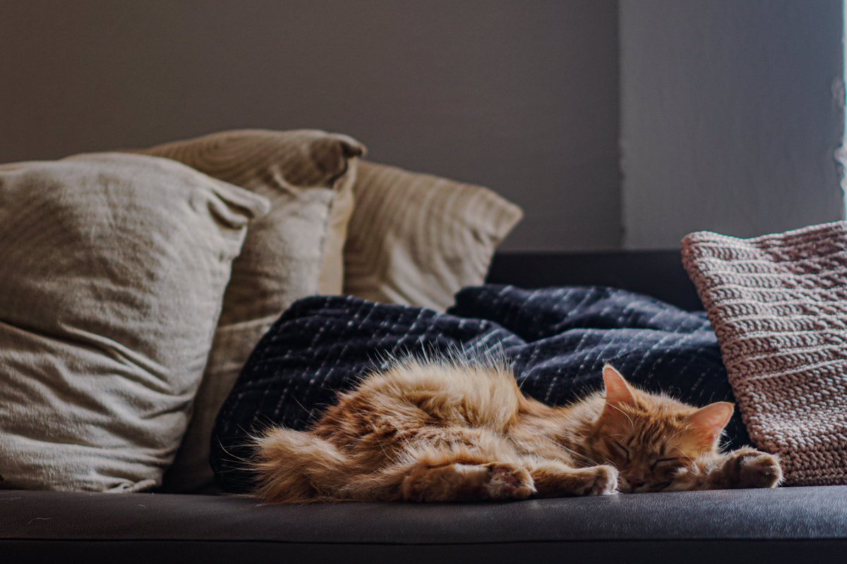 kallil___'s tweet photo. i love cat more than you https://t.co/dokY5ycNOQ