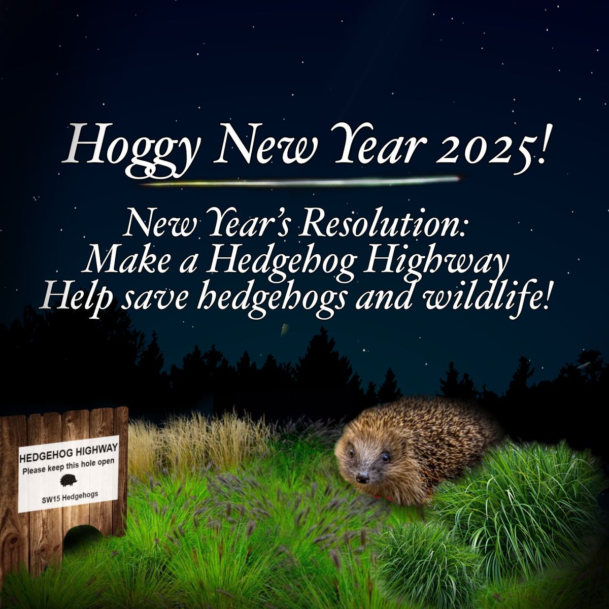 SW15 Hedgehogs (@sw15hedgehogs) on Twitter photo 