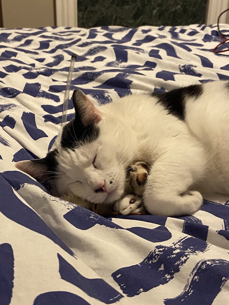 Dr Isabella Rosner tweet media