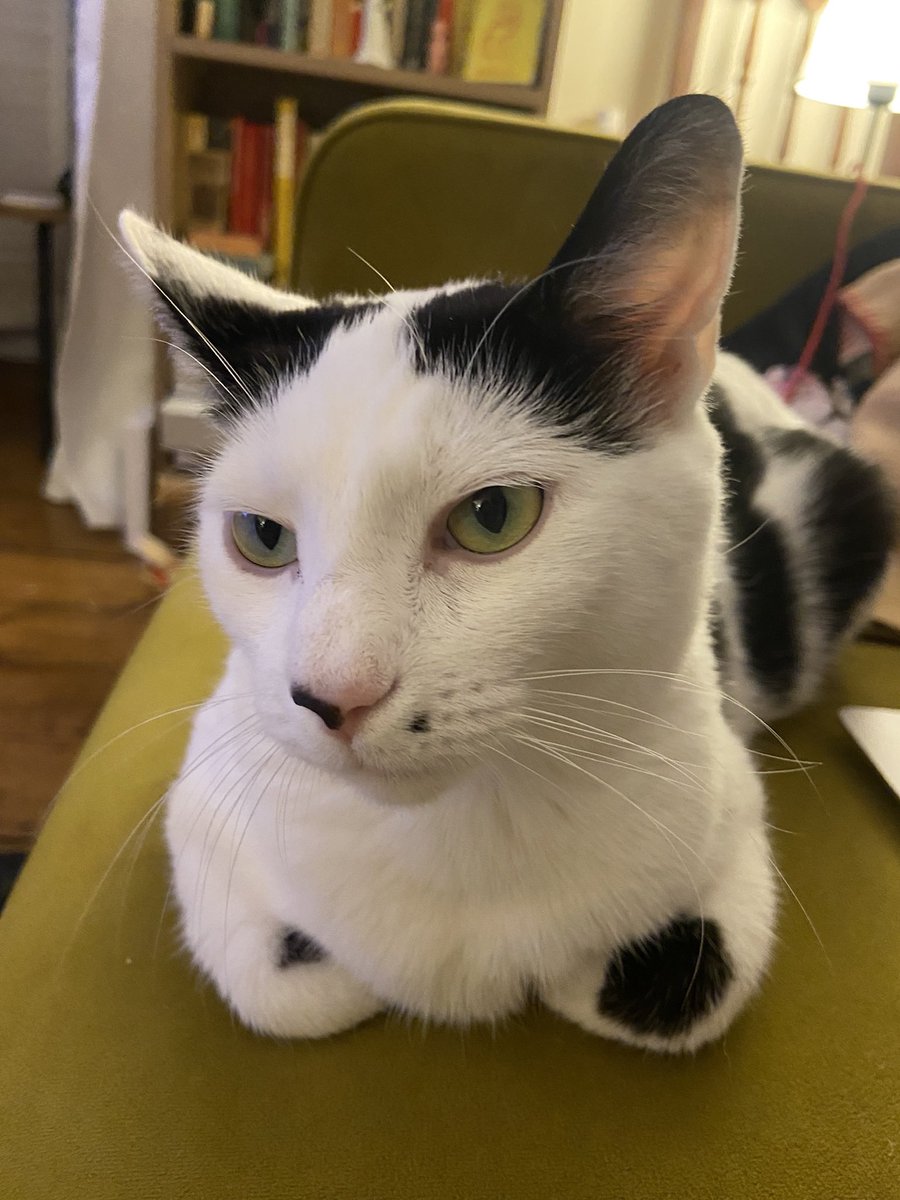 Dr Isabella Rosner tweet media