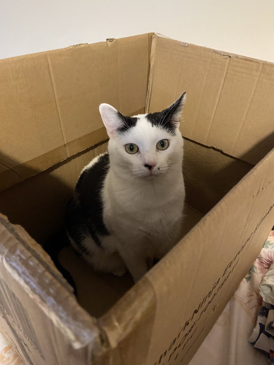 Dr Isabella Rosner tweet media