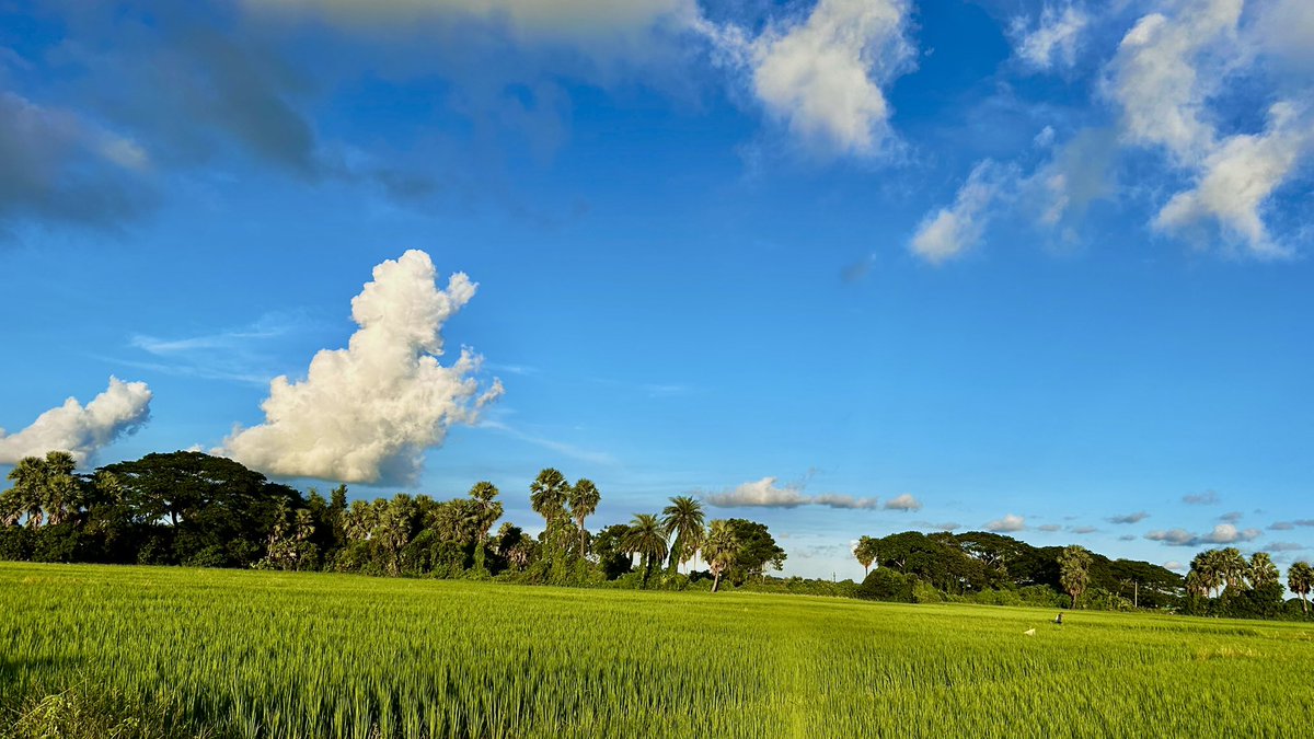 Just like this landscape, may our year ahead be filled with growth, calmness, and vibrant aspirations. Here's to sowing seeds of hope, nurturing dreams, and reaping success.
Wishing everyone a prosperous, joyful, and harmonious New Year 2025! 🌾💙
#NewYear2025 #NatureInspires