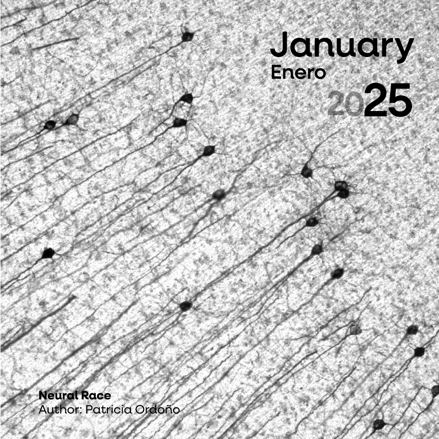 Instituto de Neurociencias UMH-CSIC (@neuroalc) on Twitter photo ¡Feliz Año Nuevo! ✨
Arrancamos el 2025 con esta imagen de Patricia Ordoño (<a href="/LabEHerrera/">Lab E. Herrera</a> ) #SciencePhoto_IN
<a href="/CSIC/">CSIC</a> <a href="/UniversidadMH/">UMH</a> <a href="/LeicaMicro/">Leica Microsystems</a> ¡Feliz Año Nuevo! ✨
Arrancamos el 2025 con esta imagen de Patricia Ordoño (<a href="/LabEHerrera/">Lab E. Herrera</a> ) #SciencePhoto_IN
<a href="/CSIC/">CSIC</a> <a href="/UniversidadMH/">UMH</a> <a href="/LeicaMicro/">Leica Microsystems</a>