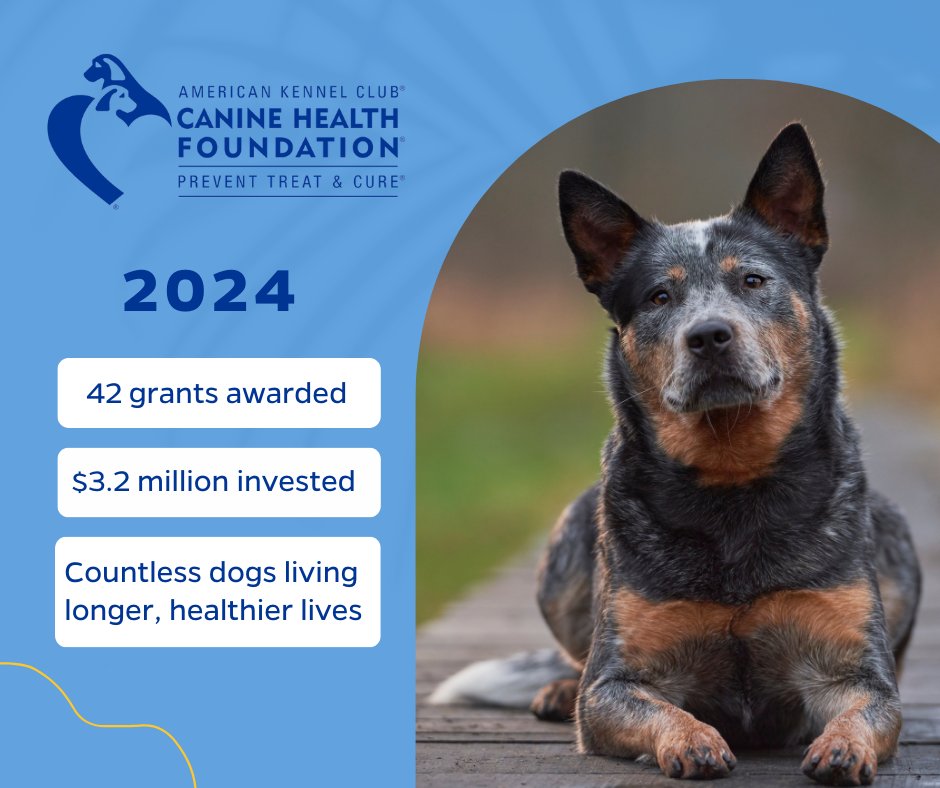 Celebrating a fantastic year of progress in canine health! Your generous contributions and our dedicated researchers made a difference! For every pup and their loving families, the future is filled with many more wagging tails.  🐾 Get involved at akcchf.org.