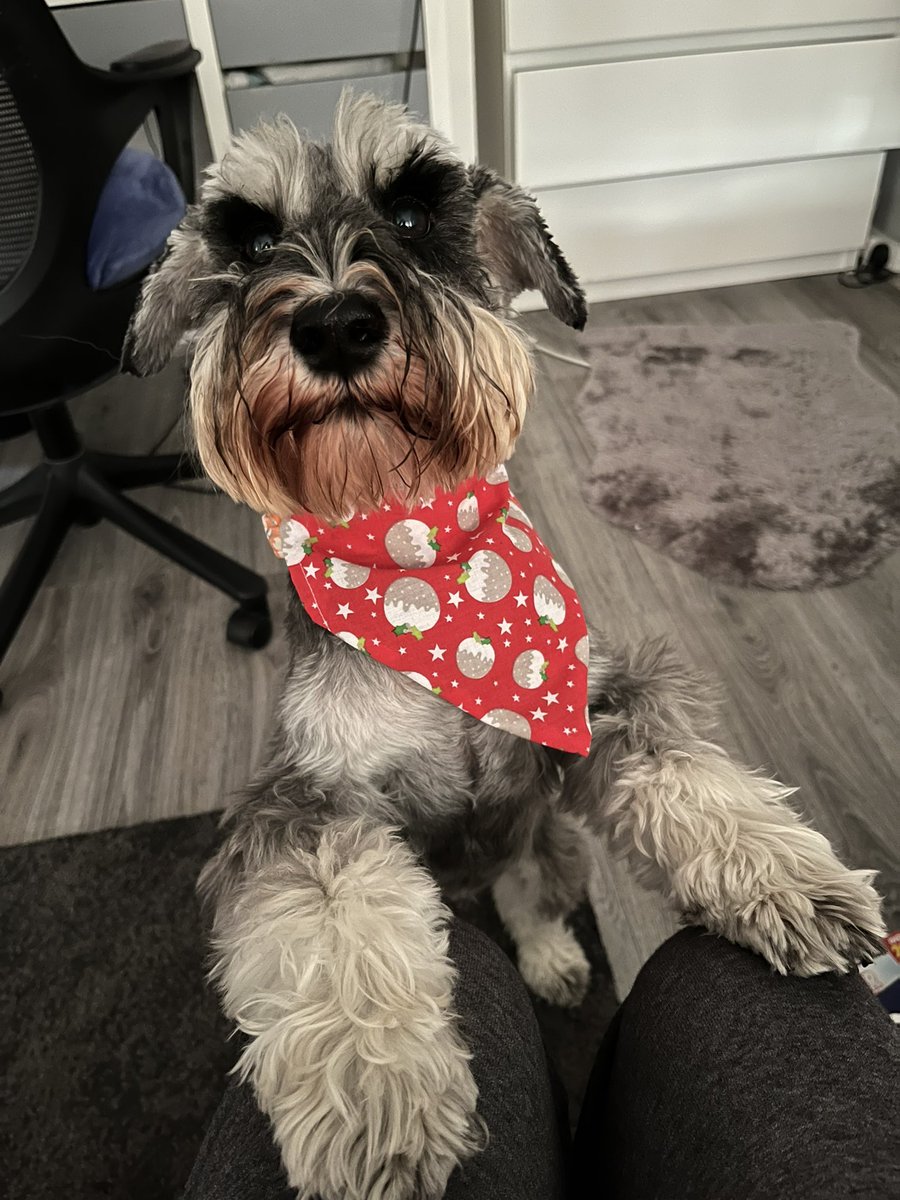 Happy Schnew Year pals!!