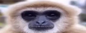 yo who want me chat