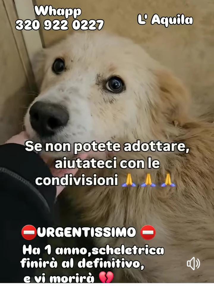 CONDIVIDIAMO PER SALVARLA ♥️♥️♥️♥️♥️🙏🙏🙏🙏🙏🙏🙏♥️♥️