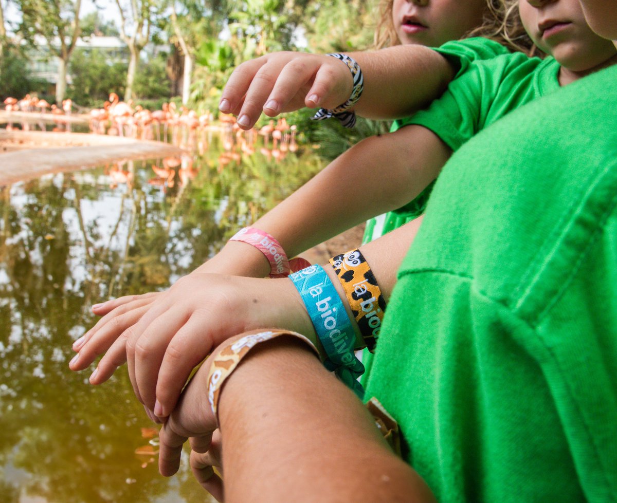 zoobarcelona (@zoobarcelona) on Twitter photo 🐾 🌱 Durant el 2024, al Zoo hem treballat intensament per protegir i ajudar a conservar tant la fauna autòctona com la més llunyana, totes elles molt amenaçades.
Aquest any també us hem fet viure la biodiversitat, amb l'objectiu que els infants siguin part de la solució i un 🐾 🌱 Durant el 2024, al Zoo hem treballat intensament per protegir i ajudar a conservar tant la fauna autòctona com la més llunyana, totes elles molt amenaçades.
Aquest any també us hem fet viure la biodiversitat, amb l'objectiu que els infants siguin part de la solució i un
