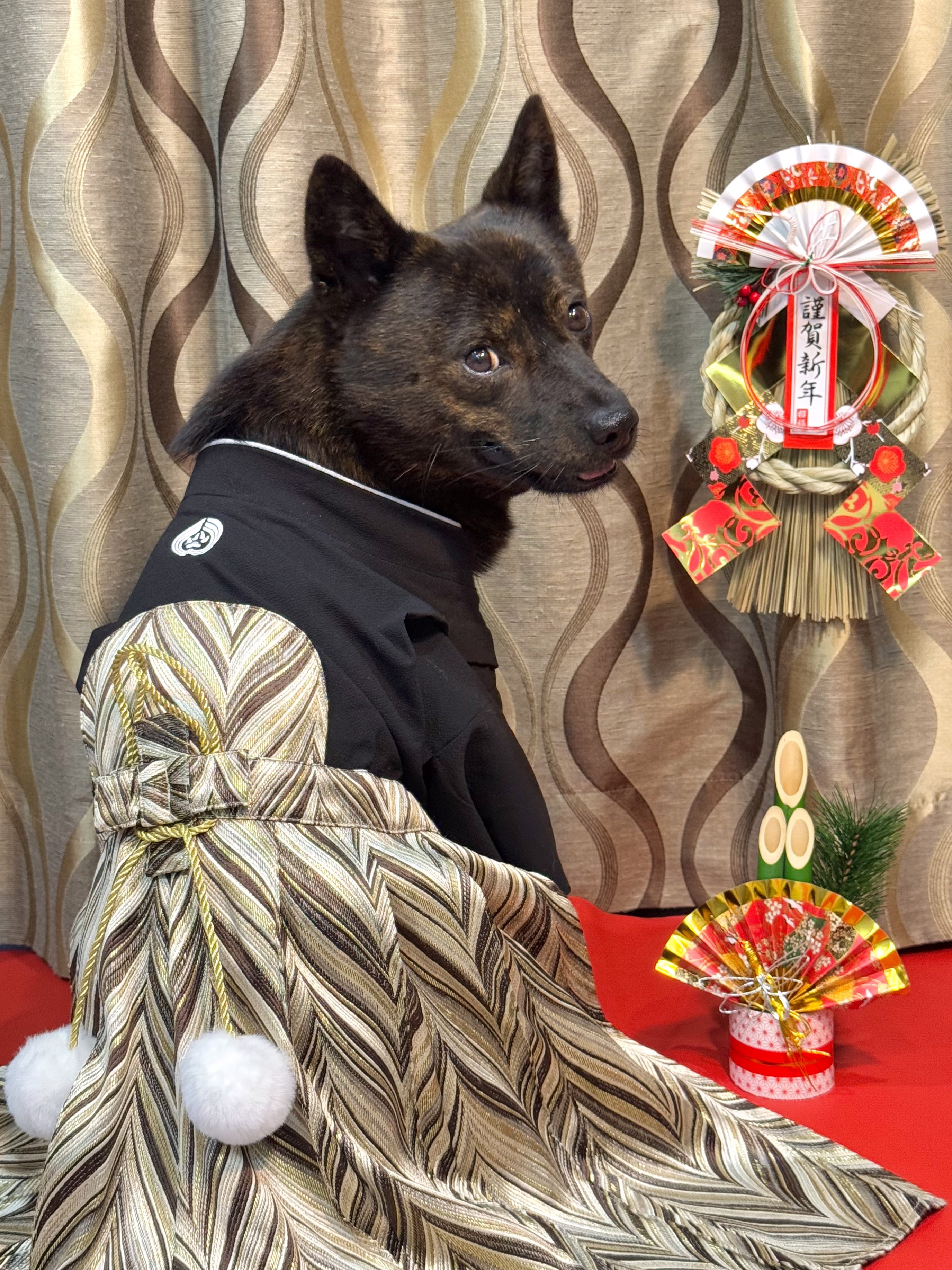 お値引き交渉可能 流れ星銀牙 甲斐の魔犬 赤虎 中虎 黒虎 マスコット セット 銀牙 ー流れ星 銀ー×スタジオソータ「銀牙 ー流れ星 銀ー