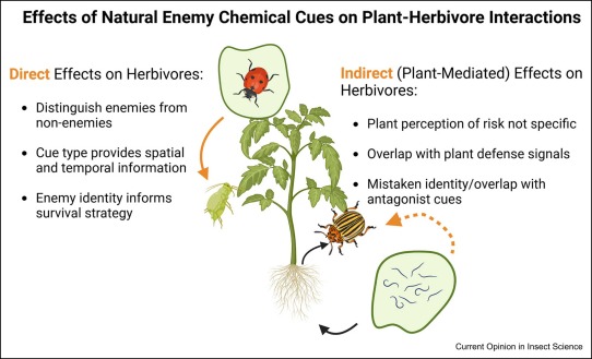 Helms Lab - Chemical Ecology (@helmslab) on Twitter photo A new review just in time for the new year! A fun collaboration with @jesskansperson <a href="/predpreysara/">Dr. Sara Hermann</a> <a href="/ChemicAli_Lab/">Jared Gregory Ali</a> on natural enemy chemical cues in multitrophic interactions:)
doi.org/10.1016/j.cois… A new review just in time for the new year! A fun collaboration with @jesskansperson <a href="/predpreysara/">Dr. Sara Hermann</a> <a href="/ChemicAli_Lab/">Jared Gregory Ali</a> on natural enemy chemical cues in multitrophic interactions:)
doi.org/10.1016/j.cois…