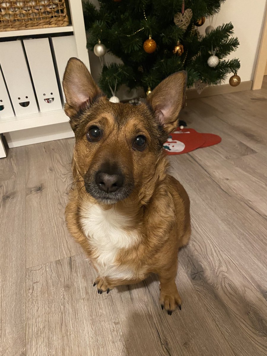 Urbi et orbi
Dārgie kolēģi, saimniecības vadītāji, opozīcija! 
Aizvadīts panākumiem bagāts gads, taču mēs visi zinām, ka varam vēl bagātīgāk.
Jaunajā gadā Sunītis vēl augstus pašieguves rādītājus katrā dzīves vietā.
Publicitātes foto 🧵