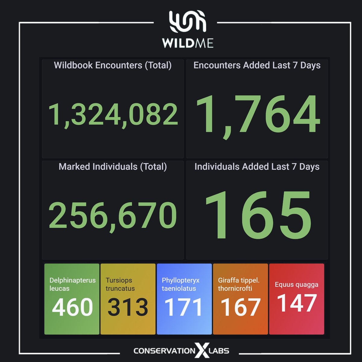 Our final weekly metrics report of 2024! This year we saw a 30% increase in total encounters and a 28% increase in known individual animals. What an amazing year of growth for the scientists and conservationists using Wildbook!