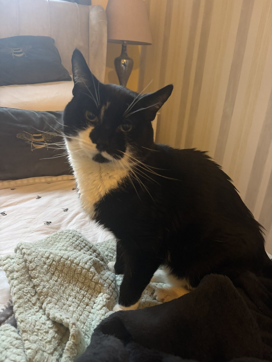 Comet the cat tweet media