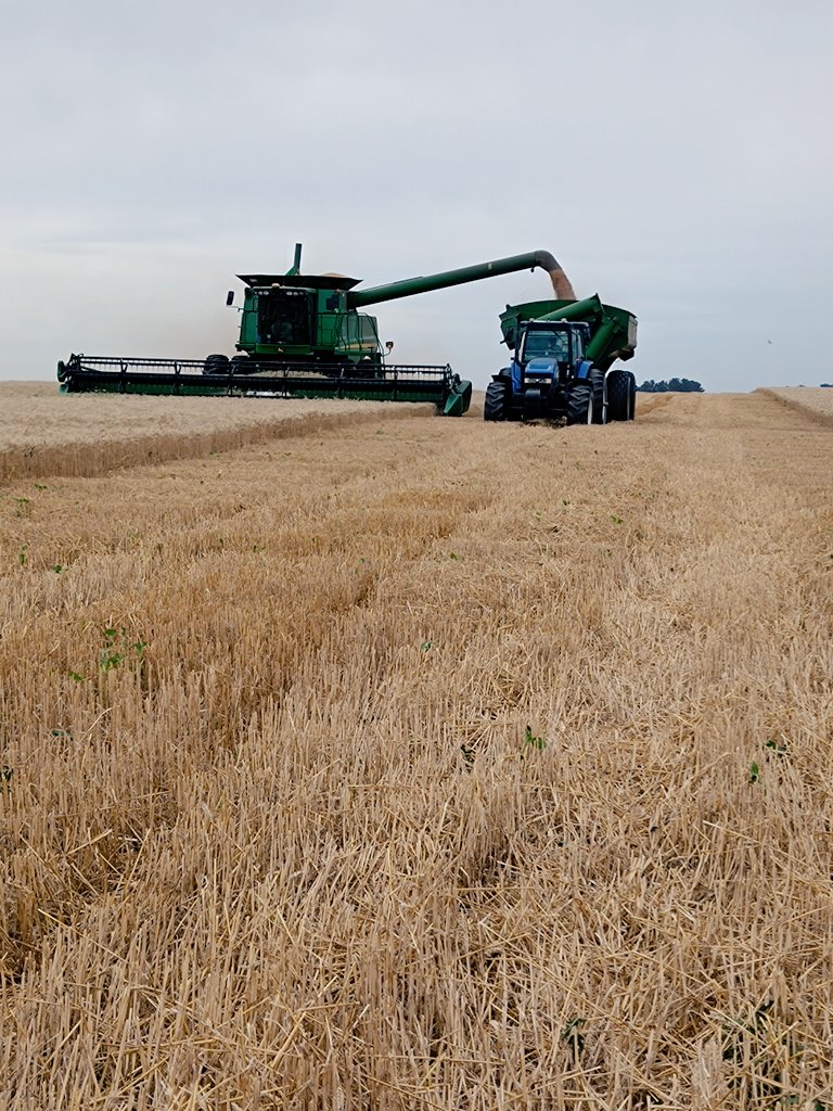 LucasAlonso08's tweet photo. Campaña 24/25🌾🌱 https://t.co/ay1Qk3vCjE
