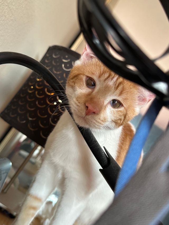 ShrimpGritsCats's tweet photo. Shrimp managed to stop moving for more than five seconds, so I was finally able to get a good shot of his adorable eyes. https://t.co/nvqdMQXZ23