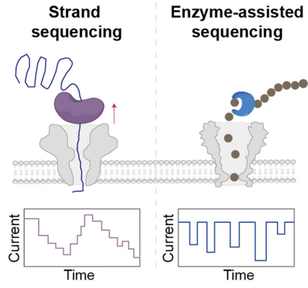 Towards Next Generation Protein Sequencing

review on nanopore protein sequencing
…mistry-europe.onlinelibrary.wiley.com/doi/10.1002/cb…
