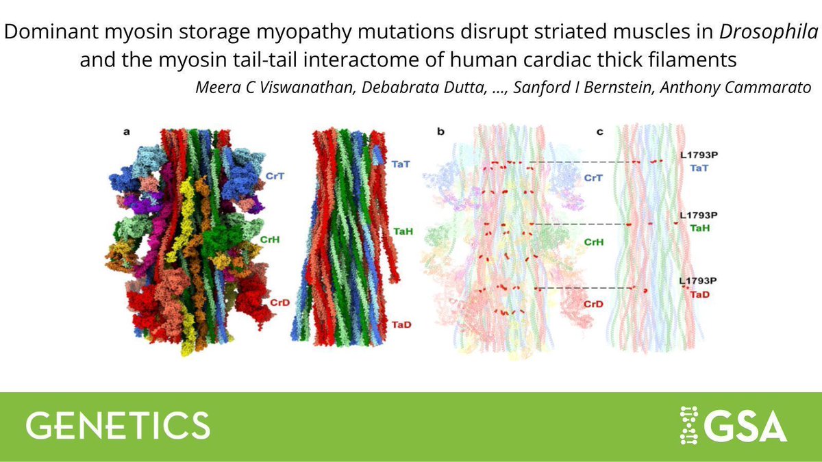 In #GENETICS, Viswanathan et al. generate #Drosophila lines with myosin heavy chain (MHC) mutations identified in human myosin storage myopathy (MSM) disorder. They examine the phenotypes that result, including reduced lifespan &amp; flight &amp; jump abilities.

bit.ly/4i8s804