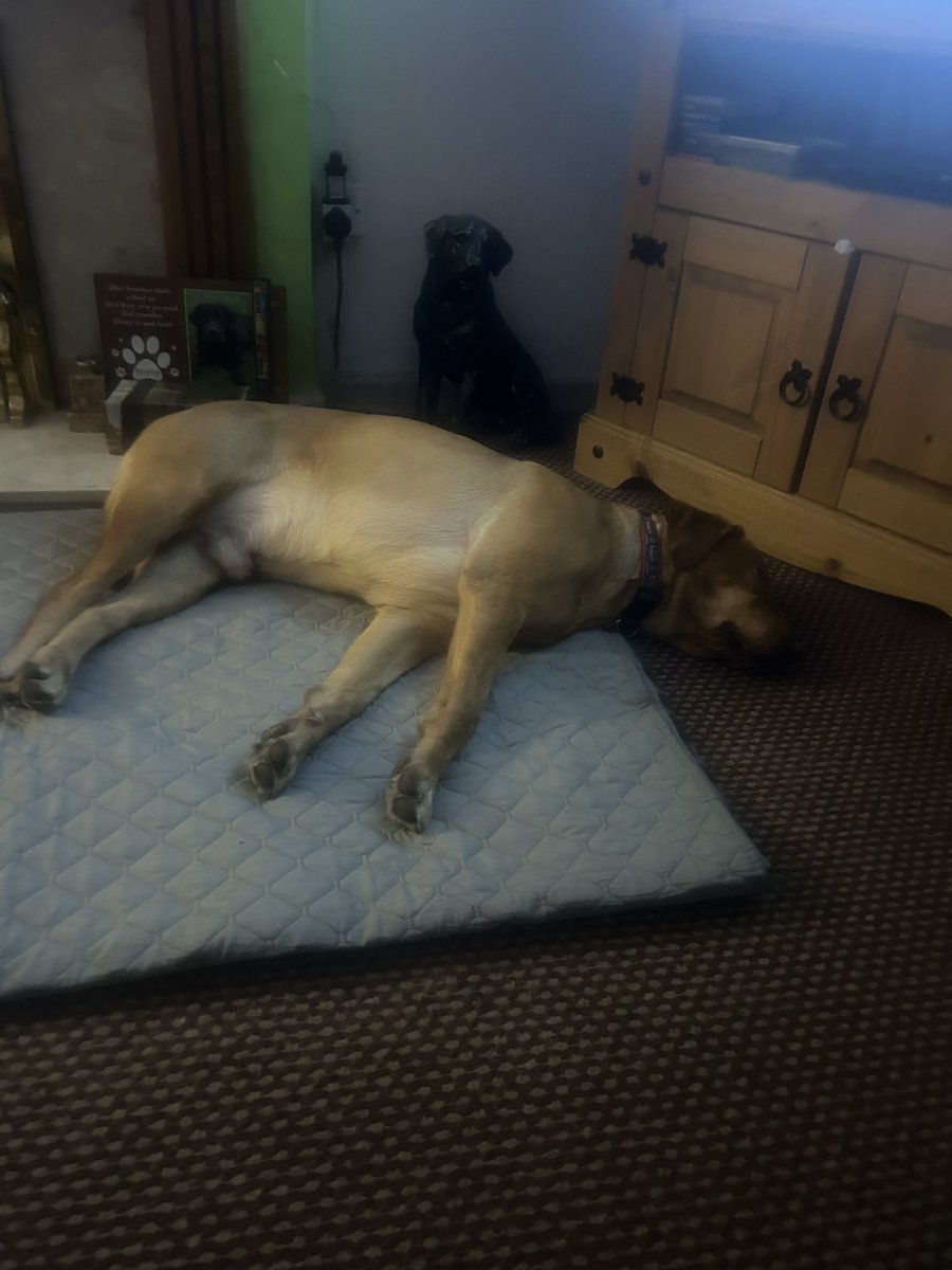 mickfox200's tweet photo. Not sure the apprentice will see in 2025 at midnight... 🤣🤣
#outforthecount..#lightweight.. 🧡🐾🧡🐾 https://t.co/pTMoKgOuJ4