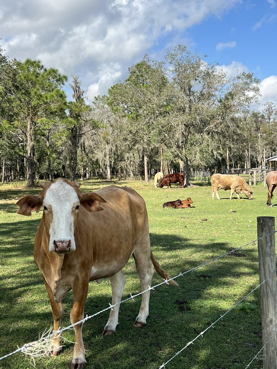 erikaboothFL's tweet photo. The end of 2024

Grateful for so much this year, and looking forward to everything to come. Celebrating the gift of new life this morning at the Doc Partin Ranch.

Here’s to new beginnings in 2025

Happy New Year! https://t.co/yrZPE13nW5