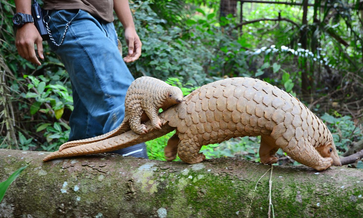 Wildlife Conservation Network (@wildnetorg) on Twitter photo Today is your last chance to donate to wildlife in 2024!
Every contribution, no matter the size, helps fuel critical projects that will make a lasting impact for endangered species in 2025✨
📸 A mother & baby Sunda pangolin, David Tan/Wildlife Reserves Singapore Today is your last chance to donate to wildlife in 2024!
Every contribution, no matter the size, helps fuel critical projects that will make a lasting impact for endangered species in 2025✨
📸 A mother & baby Sunda pangolin, David Tan/Wildlife Reserves Singapore