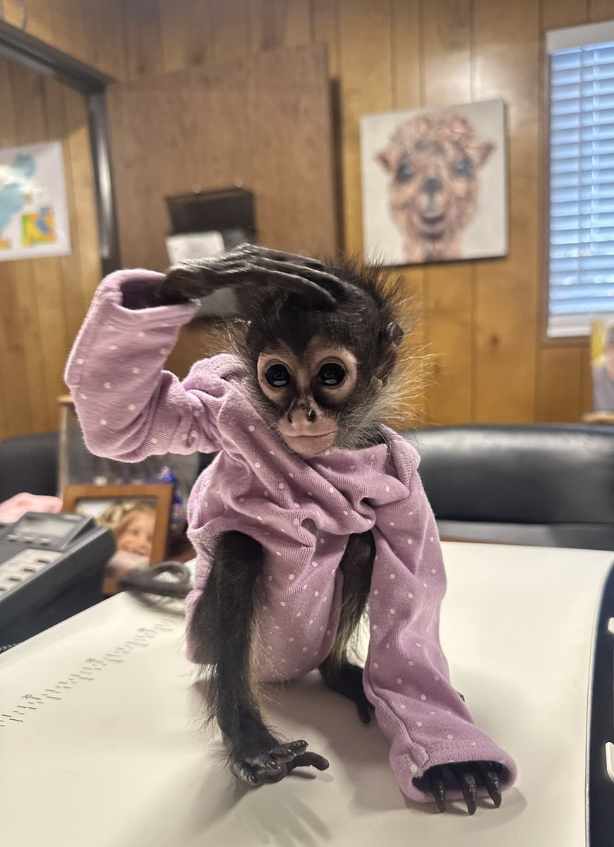 BByusNews's tweet photo. Madera CHP found this adorable baby spider monkey in a car during a traffic stop Monday night. They say the driver was high at the time and carrying a large amount of marijuana. Tonight I’ll have the full story on KSEE24 and CBS47. 

Photo credit:  Madera County Animal Shelter https://t.co/girGcB2Hoo