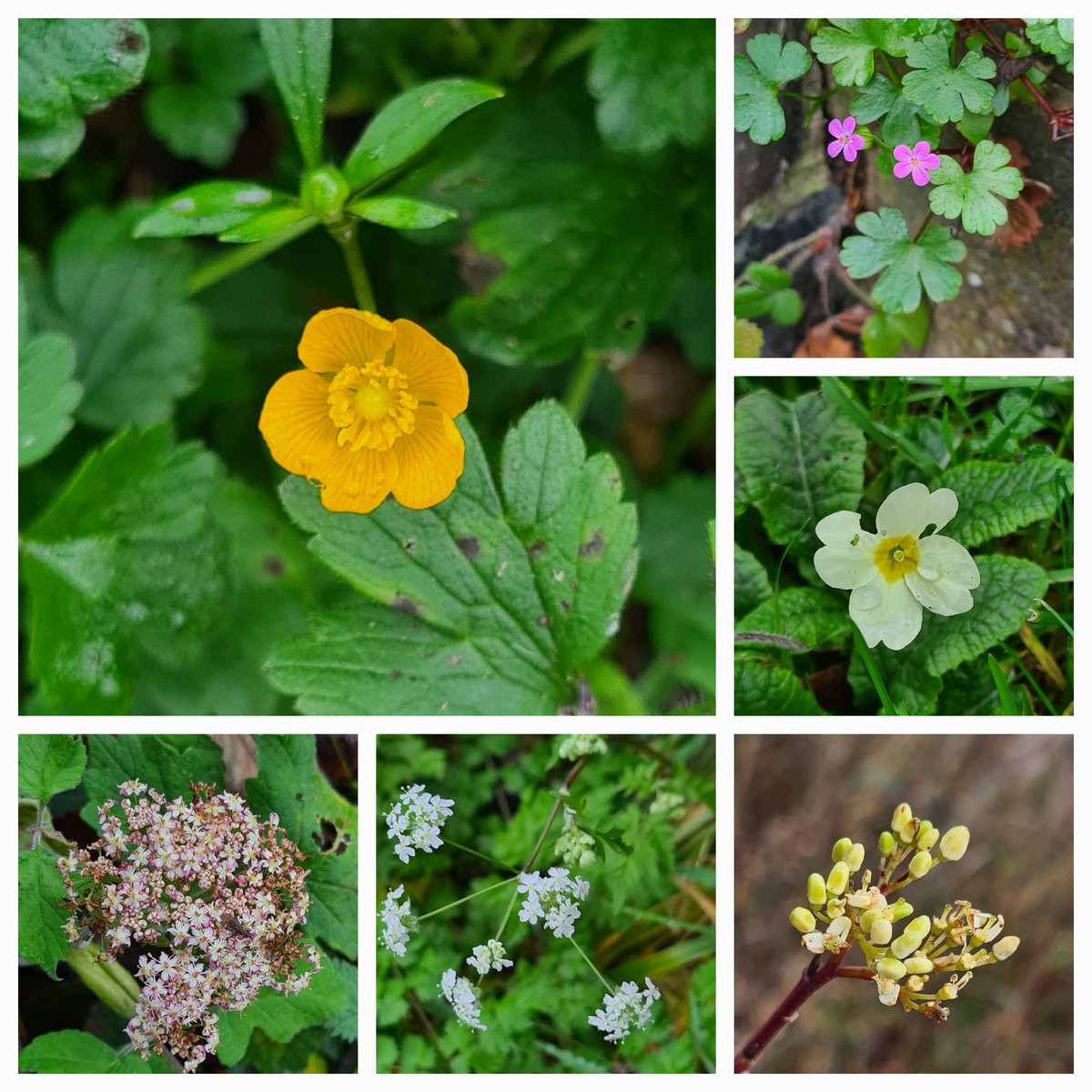 JennieShowers's tweet photo. I had a lovely afternoon taking part in the #NewYearPlantHunt in the #DarentValley. I walked up to Fackenden Down, then across to Polhill Bank, taking in both sides of the valley. I managed to find 18 plants in flower, not bad for a very grey New Year's Eve! 

IDs in ALT text. https://t.co/CApbQLsLf1