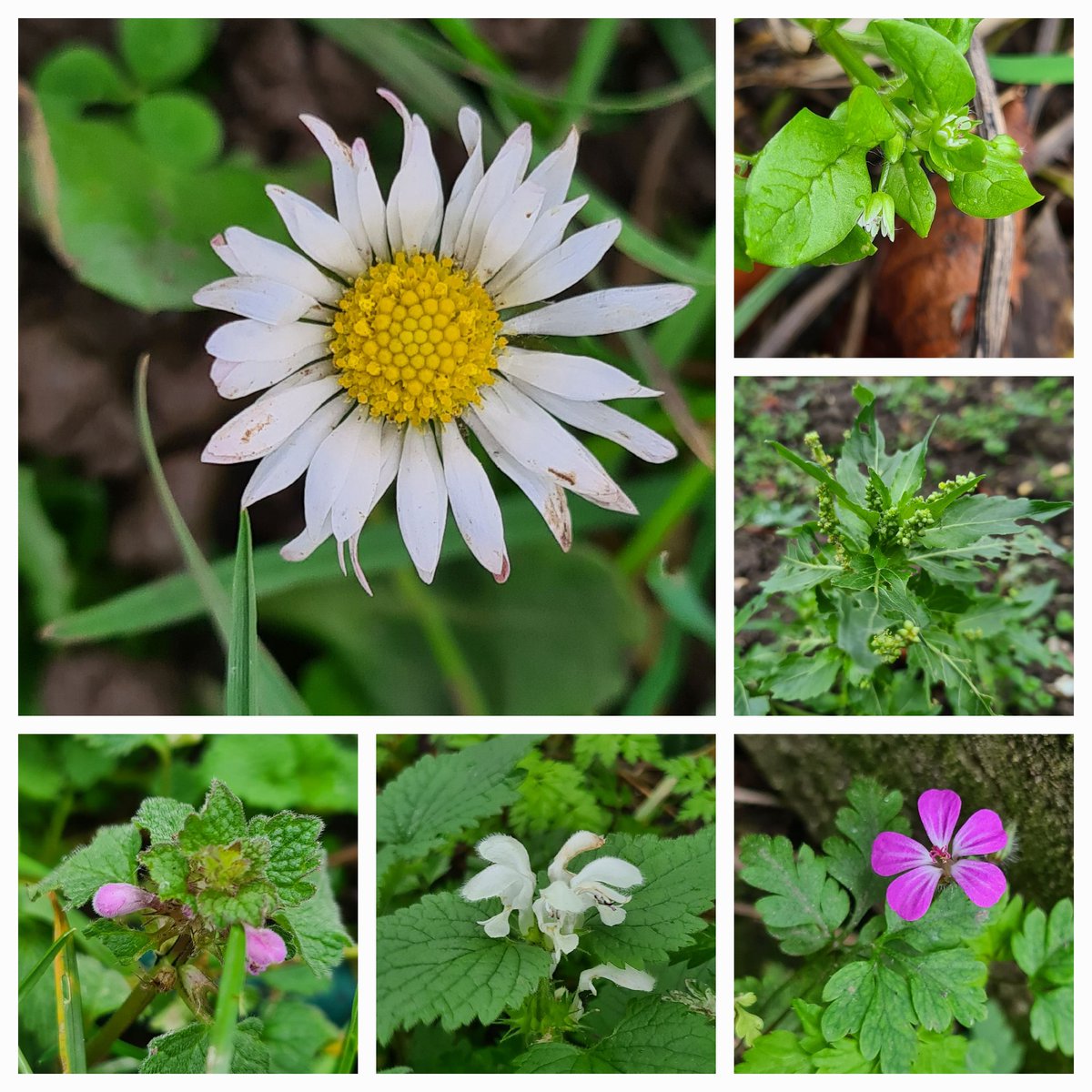 JennieShowers's tweet photo. I had a lovely afternoon taking part in the #NewYearPlantHunt in the #DarentValley. I walked up to Fackenden Down, then across to Polhill Bank, taking in both sides of the valley. I managed to find 18 plants in flower, not bad for a very grey New Year's Eve! 

IDs in ALT text. https://t.co/CApbQLsLf1
