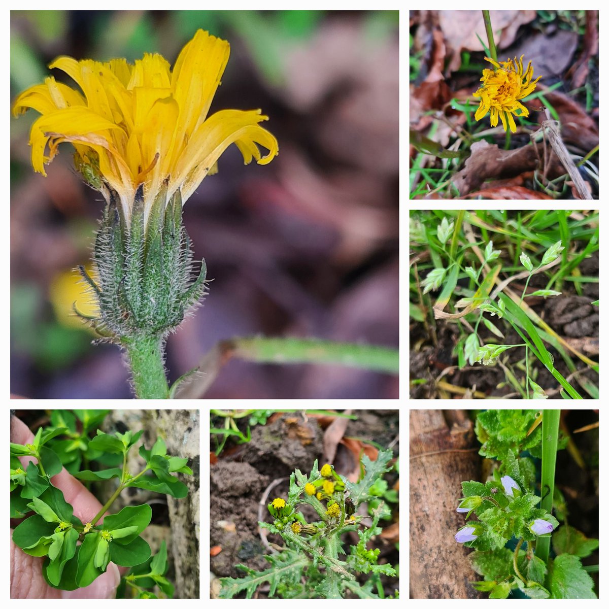 JennieShowers's tweet photo. I had a lovely afternoon taking part in the #NewYearPlantHunt in the #DarentValley. I walked up to Fackenden Down, then across to Polhill Bank, taking in both sides of the valley. I managed to find 18 plants in flower, not bad for a very grey New Year's Eve! 

IDs in ALT text. https://t.co/CApbQLsLf1