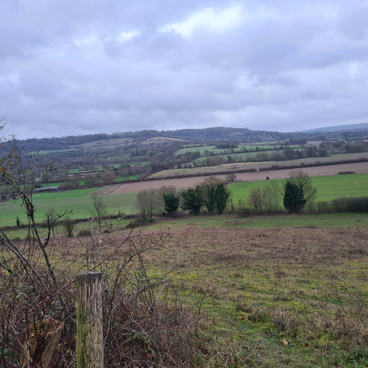JennieShowers's tweet photo. I had a lovely afternoon taking part in the #NewYearPlantHunt in the #DarentValley. I walked up to Fackenden Down, then across to Polhill Bank, taking in both sides of the valley. I managed to find 18 plants in flower, not bad for a very grey New Year's Eve! 

IDs in ALT text. https://t.co/CApbQLsLf1