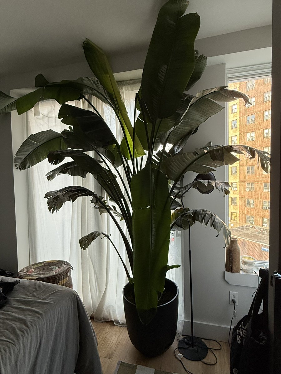 Monosyllabik's tweet photo. Got back from the gym and my bird of paradise debuted its new leaf. Everybody please clap. https://t.co/dcot9gVjuV