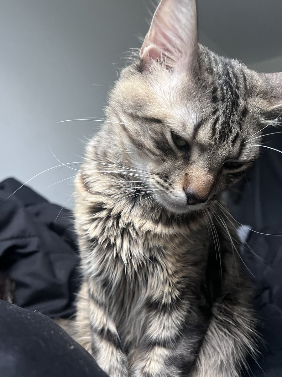 1900lex's tweet image. dis rockets world we js livin in it fr